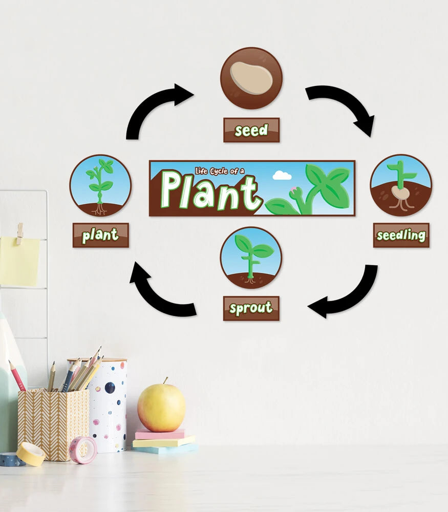 Life Cycles Bulletin Board Set Grade K-3