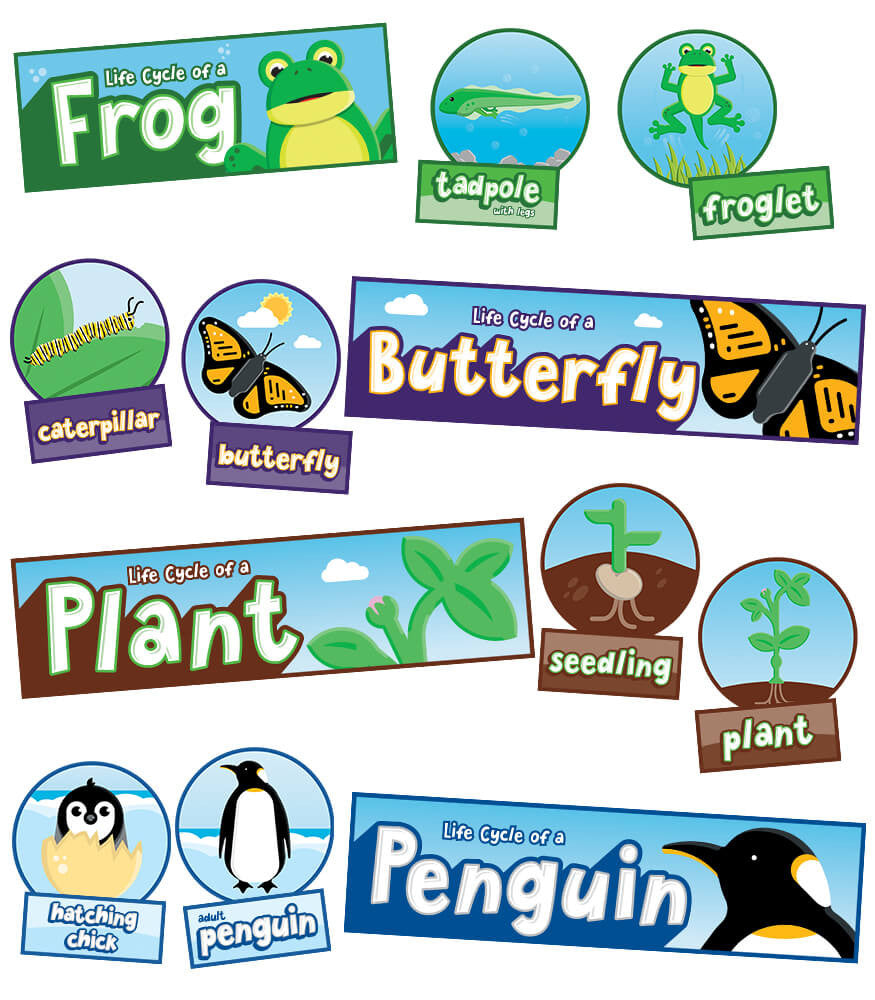 Life Cycles Bulletin Board Set Grade K-3
