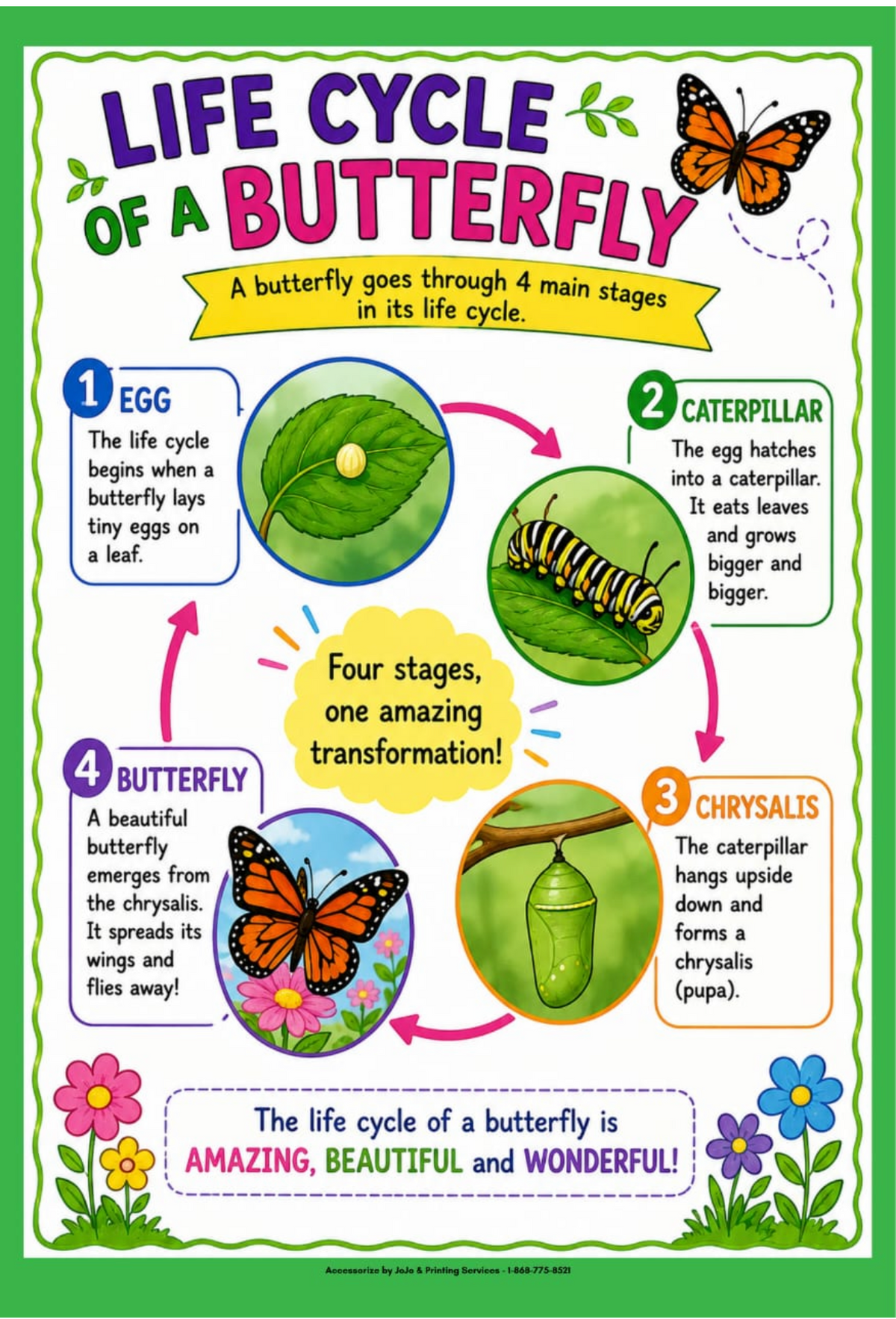 Life Cycle of a Butterfly
