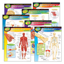 The Human Body Learning Charts Combo Pack