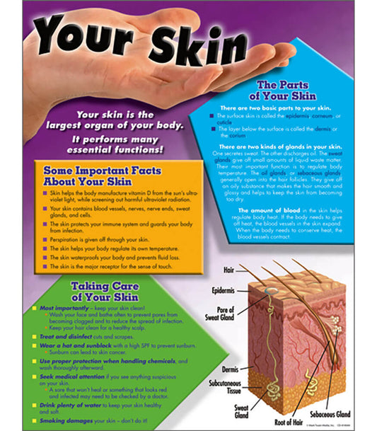 Your Skin Chart Grade 4-8