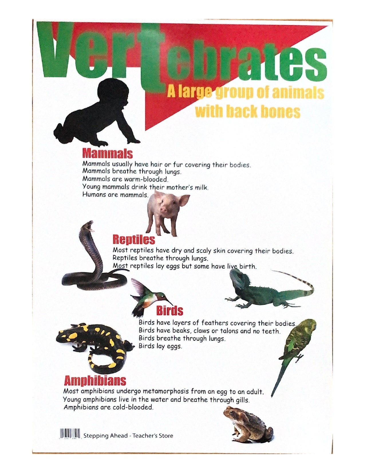 Vertebrates