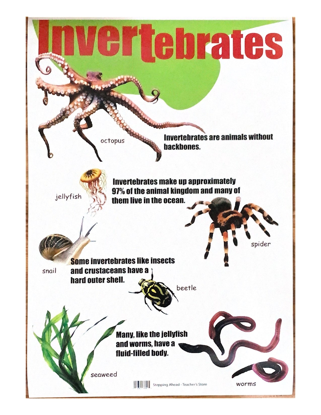Four Invertebrates Invertebrates – The Teacher's Store