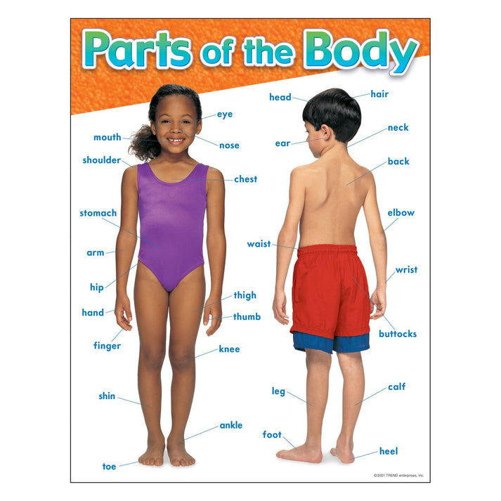 Parts of the Body Learning Chart – The Teacher's Store