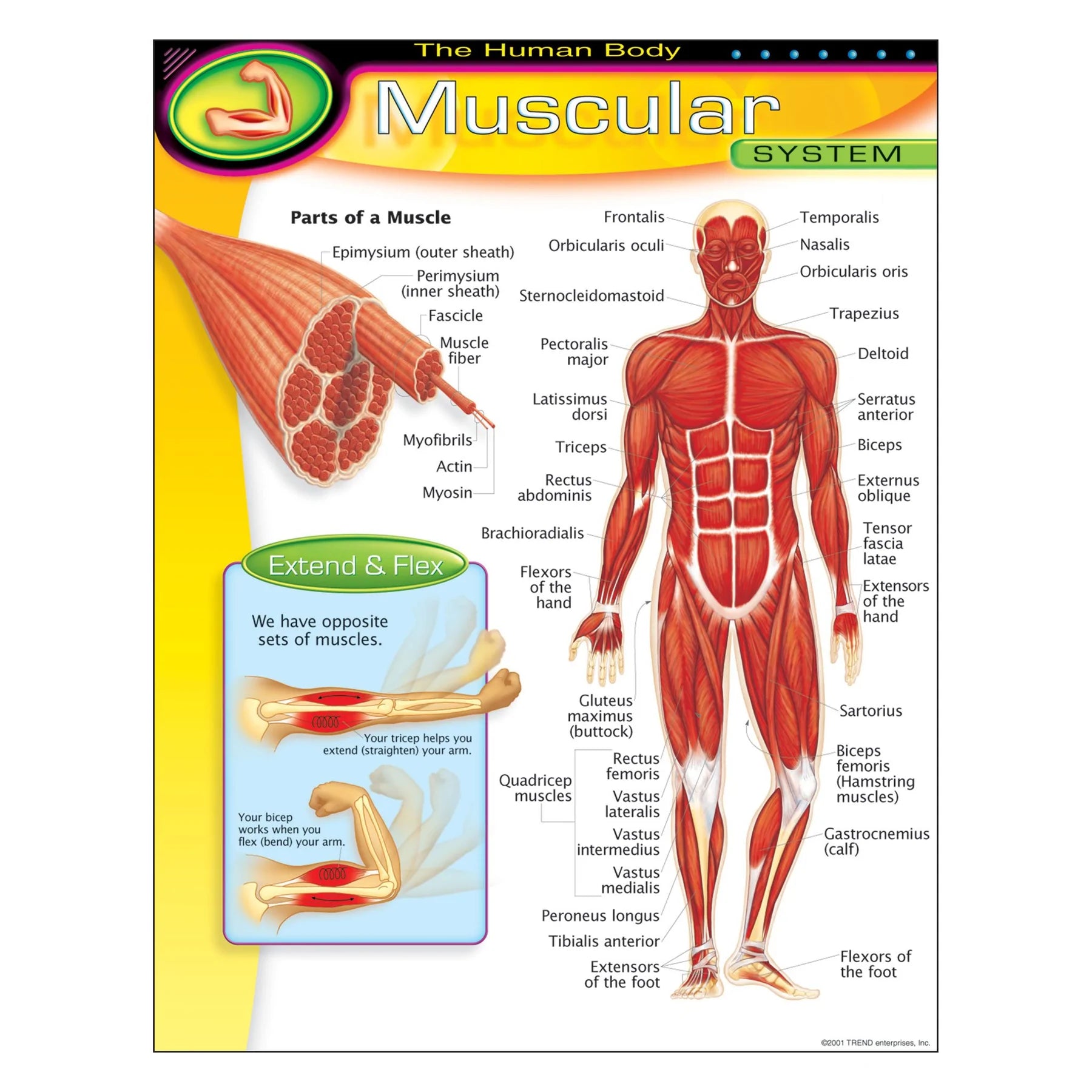 The Human Body–Muscular System Learning Chart – The Teacher's Store