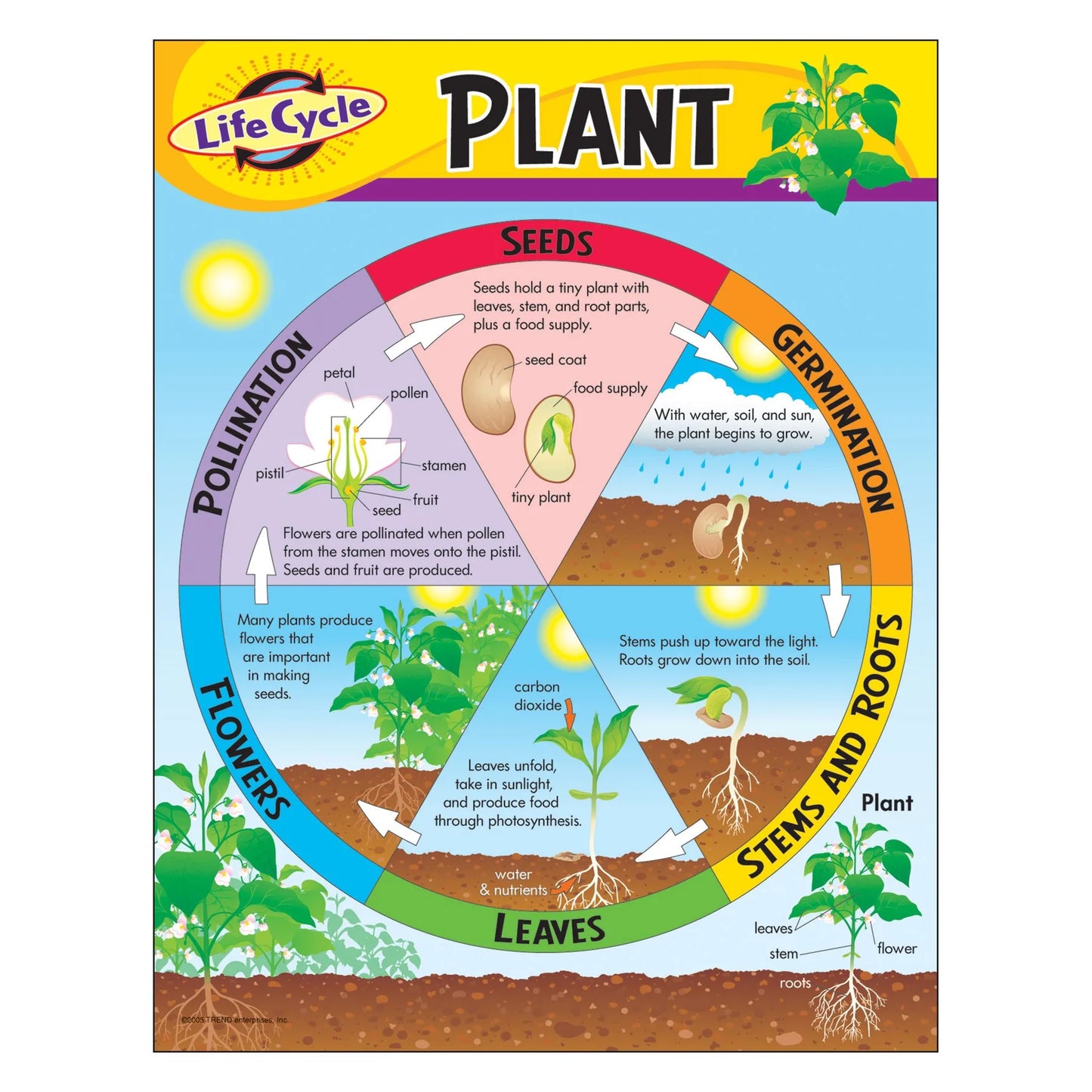 Life Cycle of a Plant Learning Chart