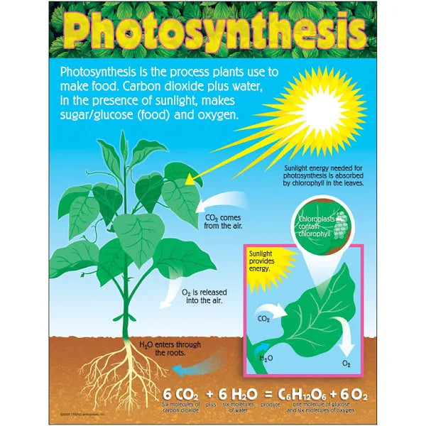 Photosynthesis Learning Chart