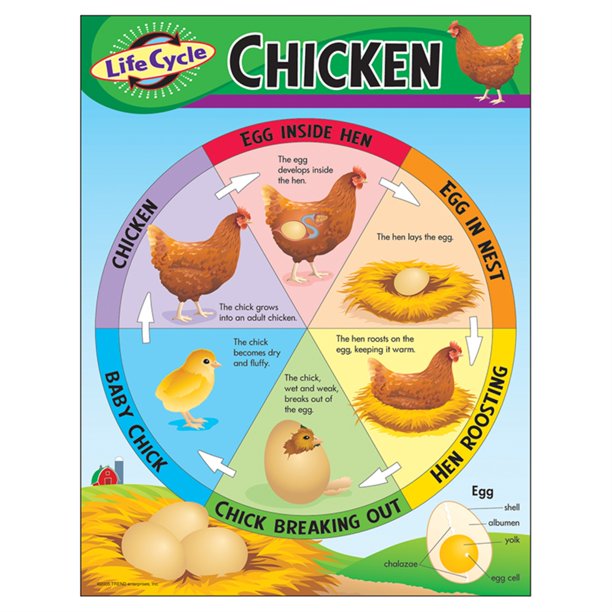 Life Cycle of a Chicken Learning Chart